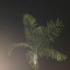 Palm tree