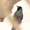 Common Grackle