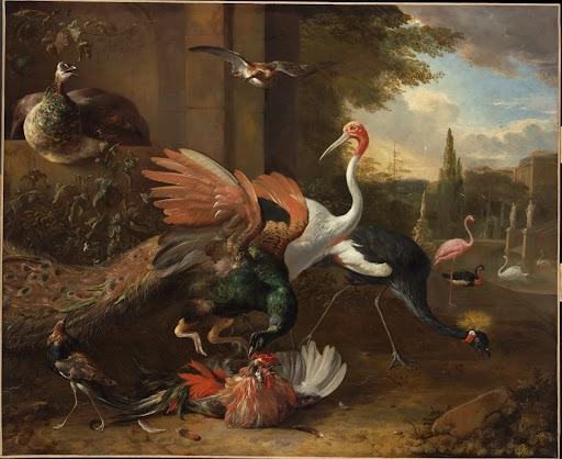 A Peacock Attacking a Rooster