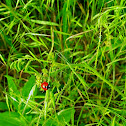 Ladybug, ladybird