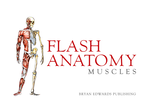 Flash Anatomy Muscles