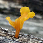Fan-shaped jelly fungus