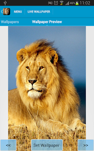 Amazing Lions Wallpapers(圖3)-速報App