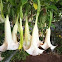 Angels Trumpet