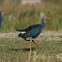 Purple Swamphen