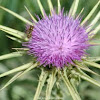 Milk thistle