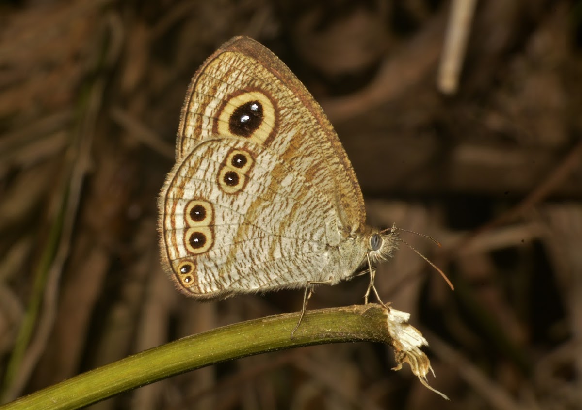 Common Fivering Butterfly