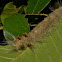 Caterpillar