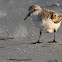 Sanderling