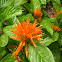 Orange plume flower