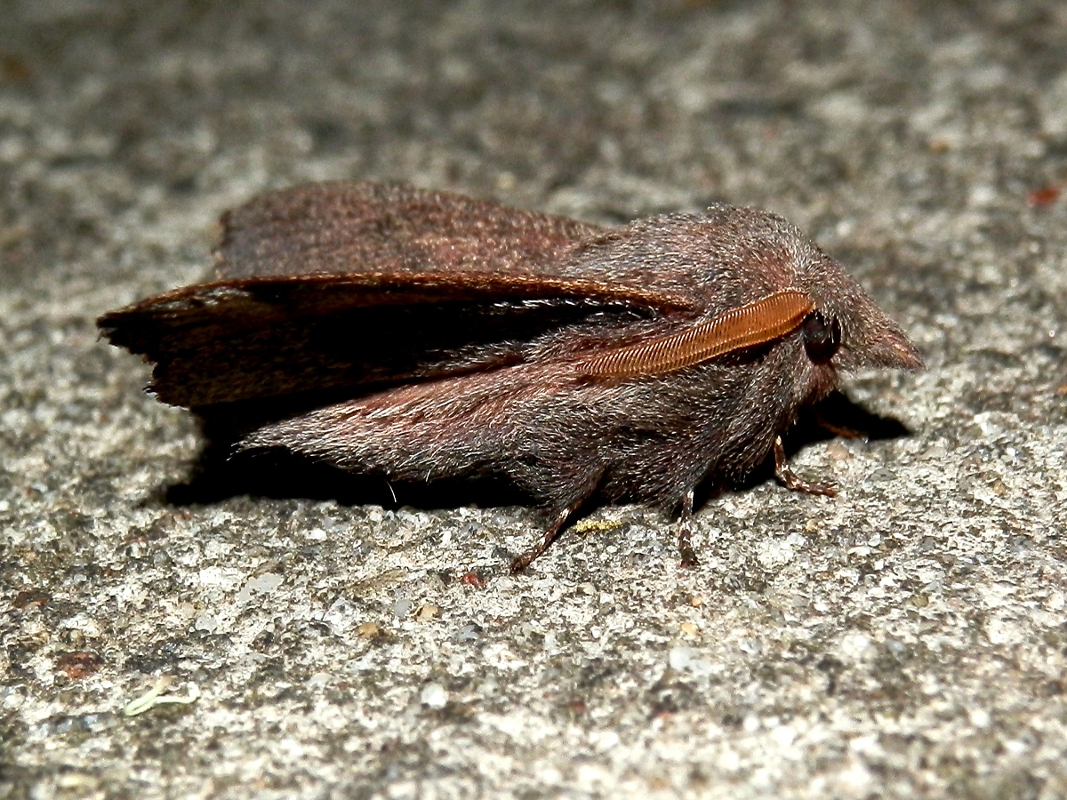 Rufous Snout Moth - male