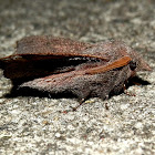 Rufous Snout Moth - male