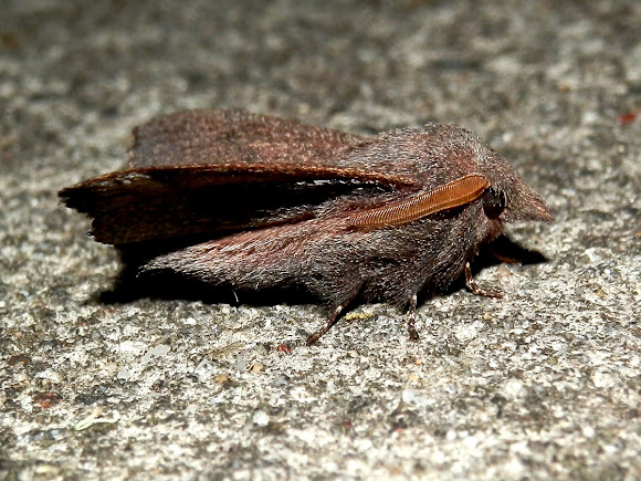 Rufous Snout Moth - male | Project Noah