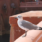 Laughing Gull (non-breeding)