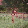 Mule deer