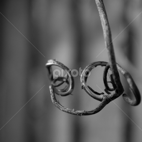 Macro vines by Madalin Stoean - Black & White Macro
