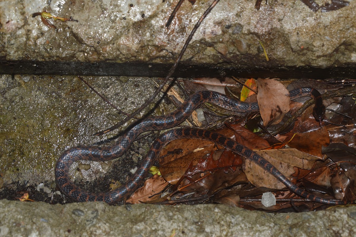 紅斑蛇 / Red-banded snake