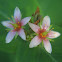 Virginia marsh St. Johnswort