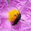 Black Longhorn Bettle / Schwarzer Schmalbock