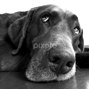 by Ana Cárdenas O - Animals - Dogs Portraits