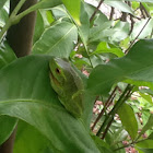 Dainty Tree Frog