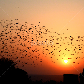 Starling birds in the  evening sky by Rakesh Sharma - Landscapes Sunsets & Sunrises