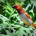Scaly-breasted Munia or Spotted Munia