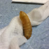 Botfly