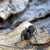 Corinnid Sac Spider