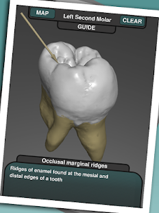 Real Tooth Morphology Free