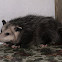 Opossum