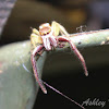 Long Jawed Jumping Spider