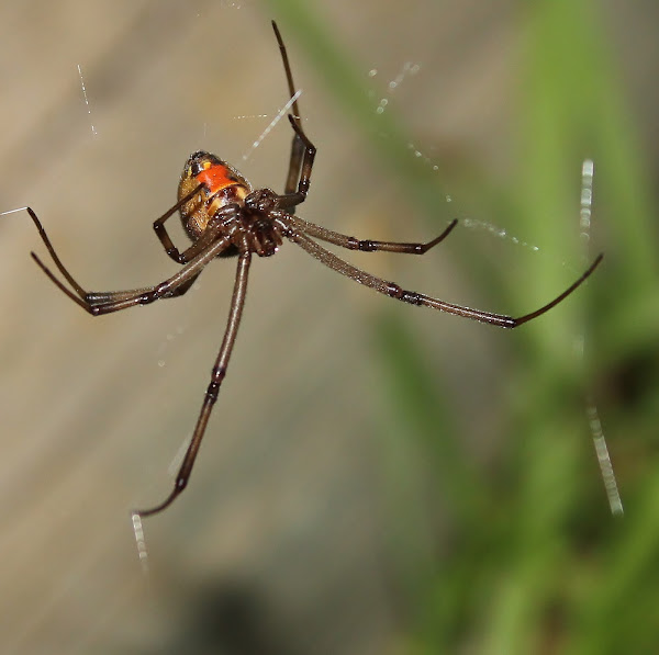 Brown button spider Project Noah