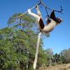 lemurien Propitheque de verraux