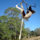 lemurien Propitheque de verraux