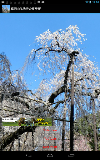 千葉県：真間山弘法寺の枝垂桜 JP032