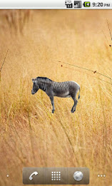 Zebra Sticker poster 1