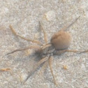Spiders (Florida)