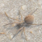 Spiders (Florida)