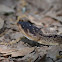 Black-tailed Rattlesnake