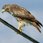 Red-tailed Hawk 