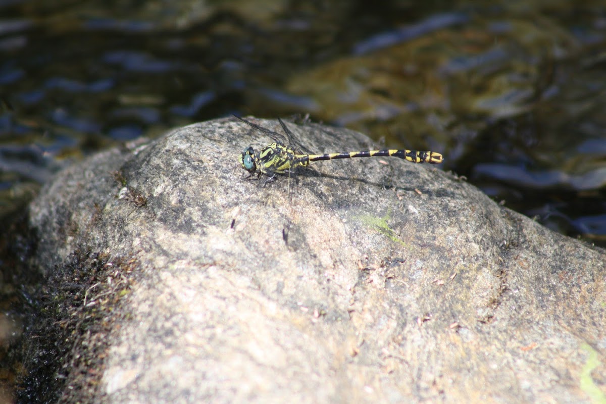 Club-Tailed Dragonfly