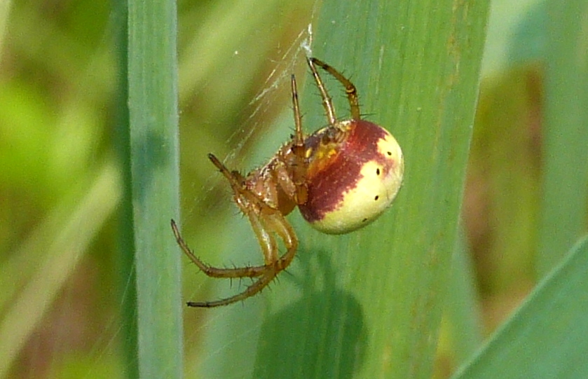Six-spotted Orb Weaver Spider