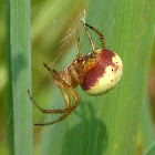 Six-spotted Orb Weaver Spider