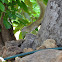Tree squirrel, Smith's Bush squirrel