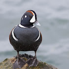 Harlequin Duck