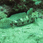 Red-mouthed goby