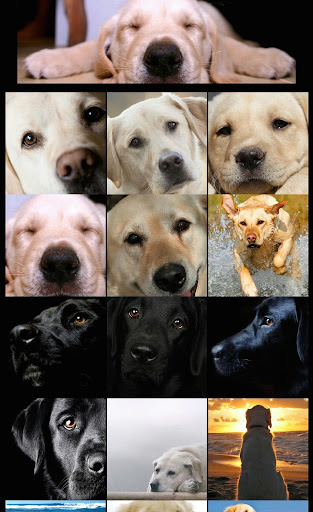 Labrador retriever Wallpaper