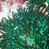 Mushroom coral pipefish
