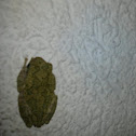 Cope's Gray Treefrog